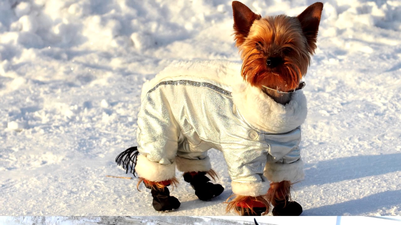 Купите на зиму комбинезон псу, чтобы он не простыл