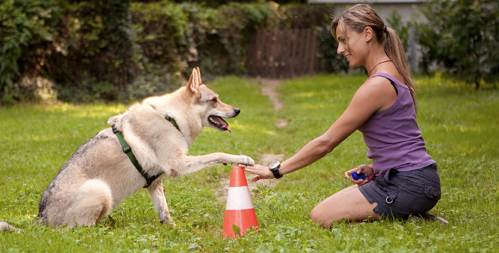Курсы помогают хозяевам наладить хороший контакт с собакой
