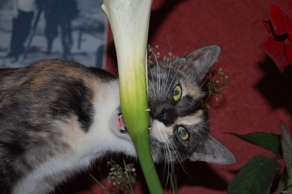Любопытство кота, направленное на экзотические цветы может привести к пагубным последствиям