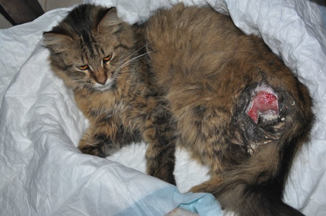 Мокнущие раны чаще появляются у представителей длинношерстных пород кошек