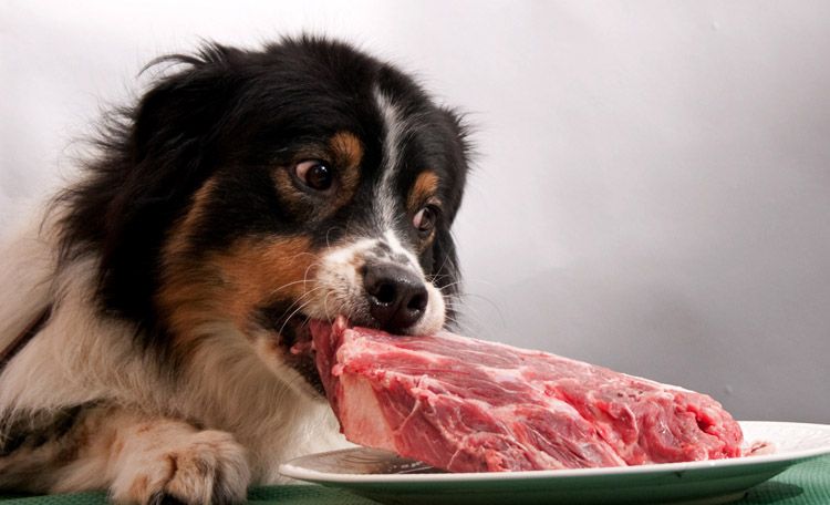 Натуральное питание должно учитывать особенности организма собаки, чтобы не привести к осложнениям