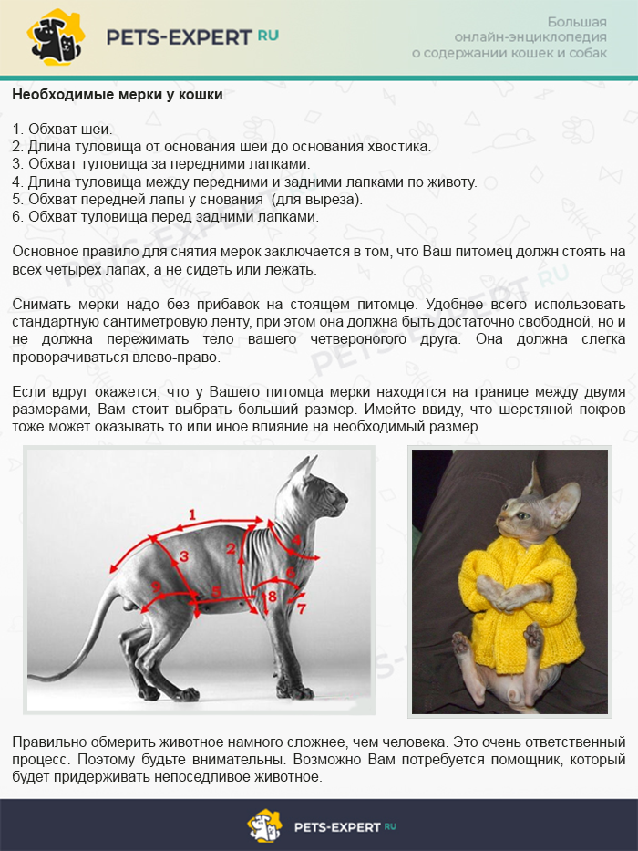 Необходимые мерки у кошки и правила их снятия
