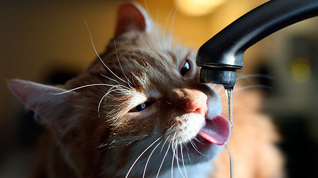 Несмотря на то, что котам не требуется много жидкости, обеспечить их чистой водой необходимо