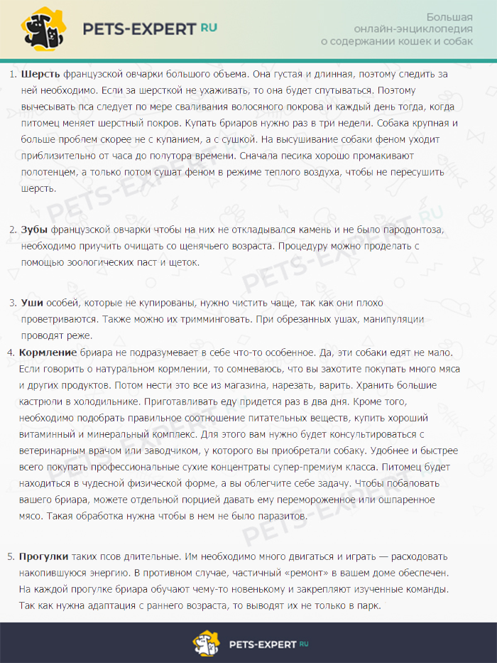 Нюансы ухода за собакой бриар