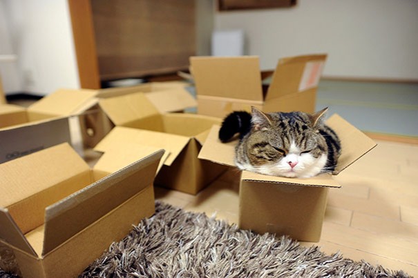 Осваивание в новой квартире дается кошкам с некоторым трудом