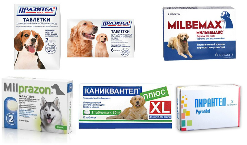 Основные антигельминтные препараты для собак