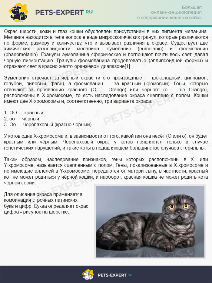 От чего зависит цвет шерсти