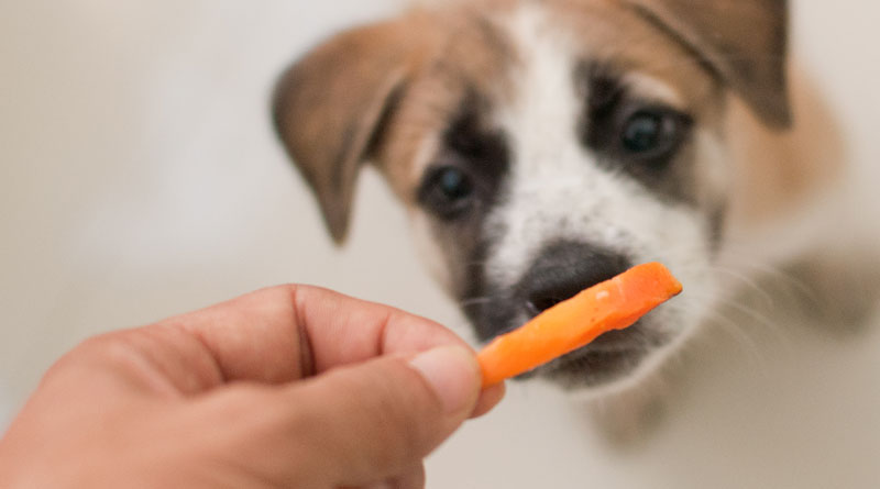 Отказ от принятия пищи из чужих рук позволяет надежно обезопасить собаку во время прогулок