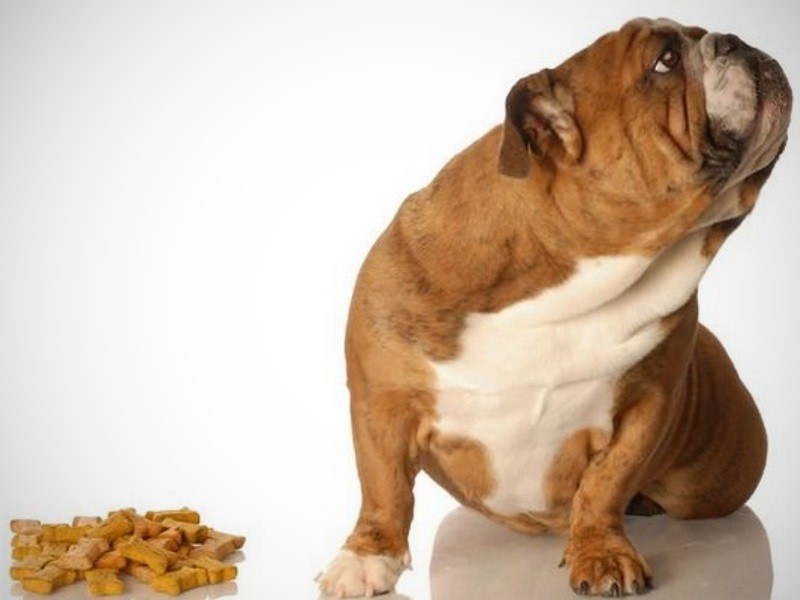 Отказ питомца от пищи — распространенная проблема. Как повысить аппетит у собаки?