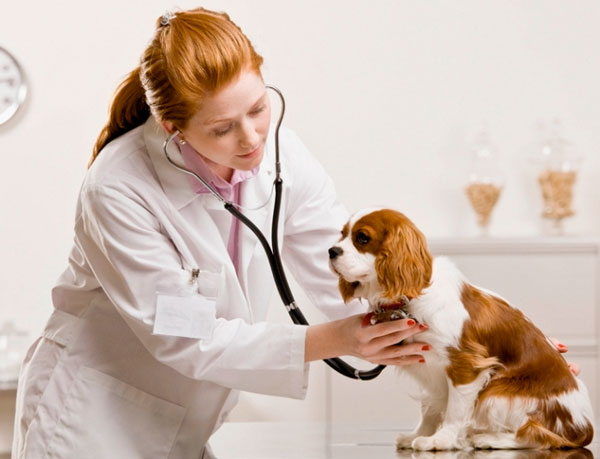 Отталкиваясь от возраста питомца, ветеринар сможет точнее поставить диагноз