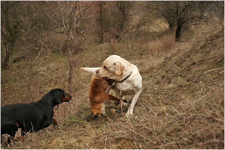 Охота на диких животных, в зараженной бруцеллой зоне, может привести к инфицированию собаки