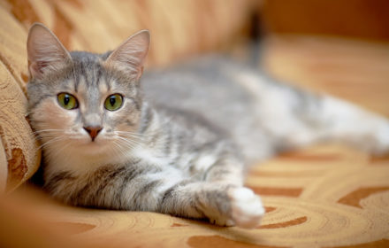 Перед тем как брать кота, следует взвесить все за и против