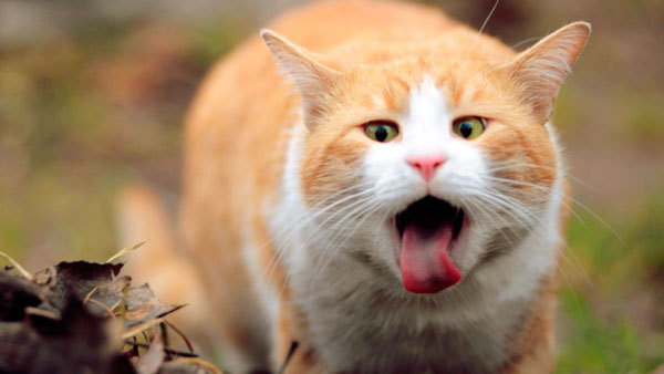 Поселение глистов в пищеводе провоцирует частую икоту у кошек