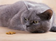 Потеря аппетита у кошки
