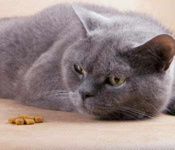 Потеря аппетита у кошки