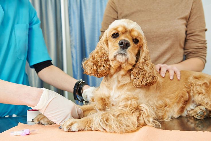 При подозрении на наличие болей у собаки обратитесь к ветеринару