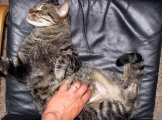 При проведении массажа кошка должна быть полностью расслаблена