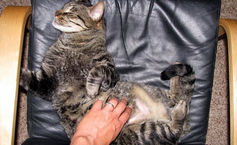 При проведении массажа кошка должна быть полностью расслаблена
