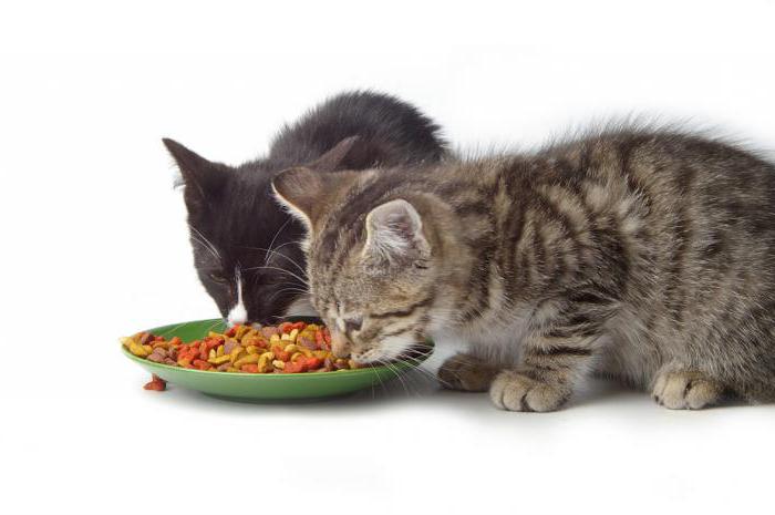 Приучать котенка к новой пище нужно постепенно