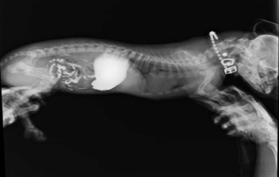 Проведение рентгена позволяет уточнить локализацию перелома и степень его тяжести