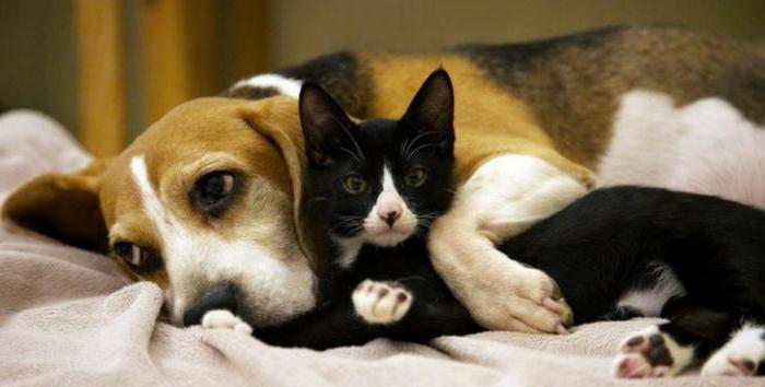 Разность в темпераментах усложняет сближение кота и собаки