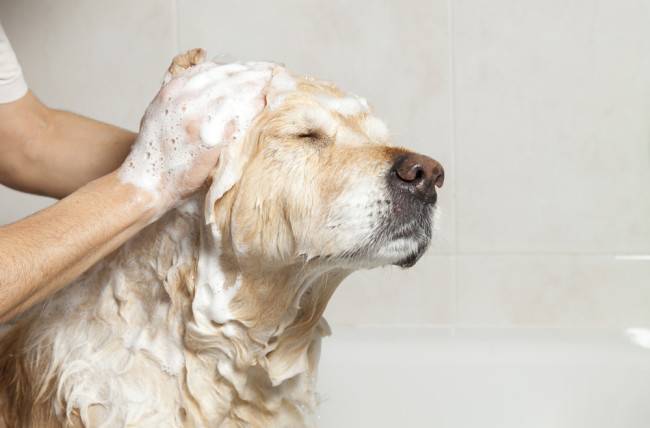 Регулярное купание собак — основная профилактика катышей