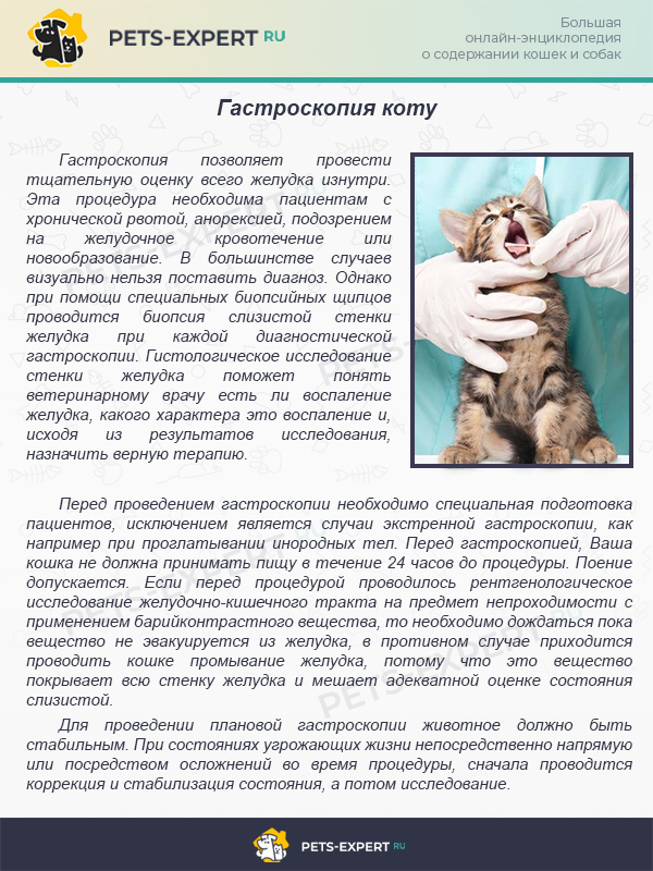 Гастроскопия коту