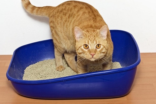 Скопление каловых масс и мочевой кислоты опасно для жизни кота