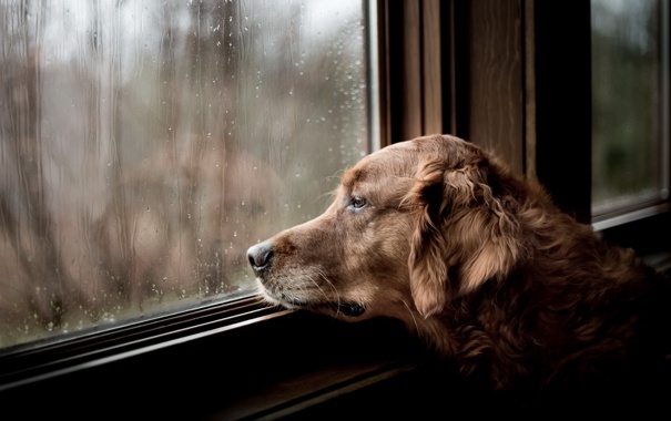 Собака может попытаться выскочить в окно 