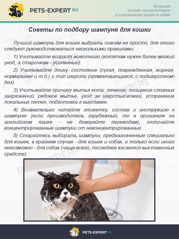 Советы по подбору шампуня для кошки