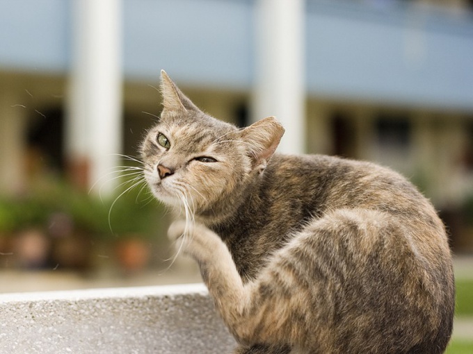 Средство может вызвать у кошки аллергию