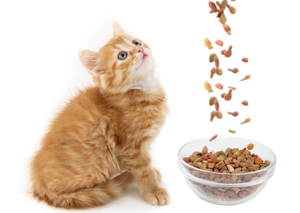 Сухие корма для котят состоят из мелких фракций, поэтому их легче пережевать