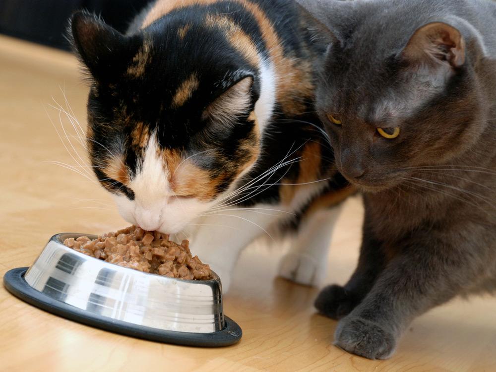 Только хозяин может обеспечить коту питание, способствующее улучшению самочувствия
