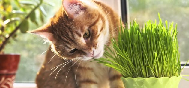 Трава, предназначенная специально для котов, без труда приобретается в любом ближайшем зоомагазине