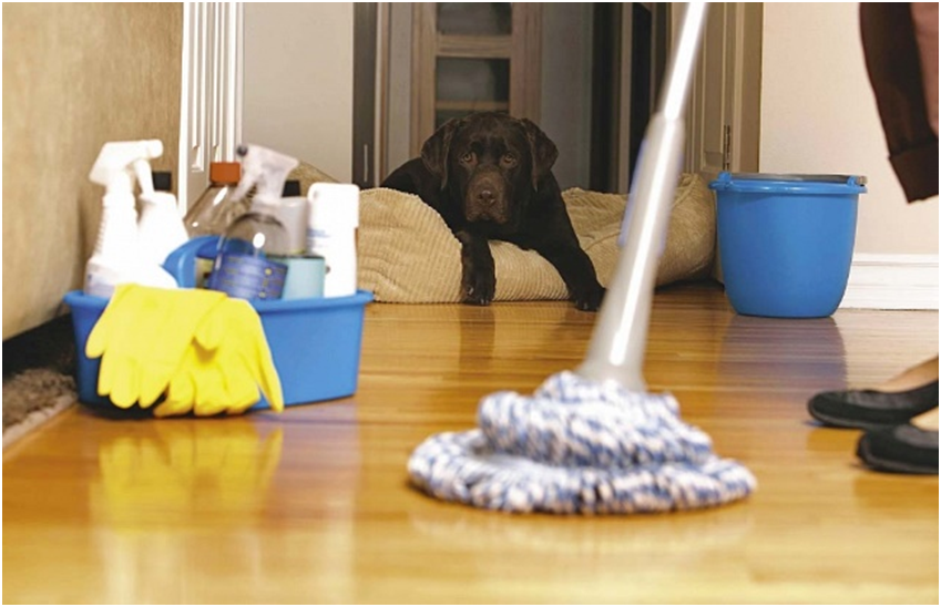 Уборка помещения, где обитает питомец, специальными дезинфицирующими веществами защитит ваших родных и предотвратит заражение