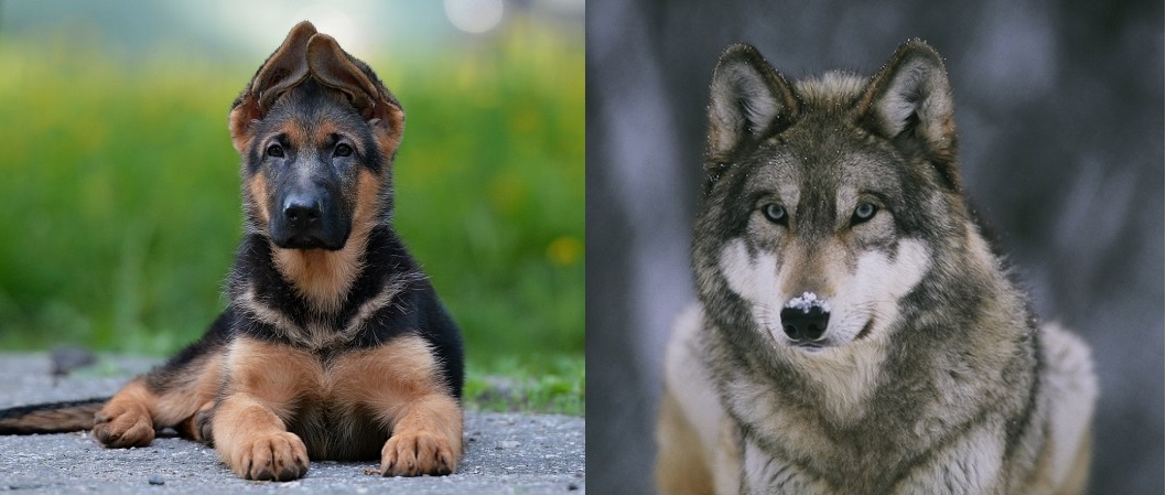 Чехословацкая волчья собака — потомок волка и овчарки