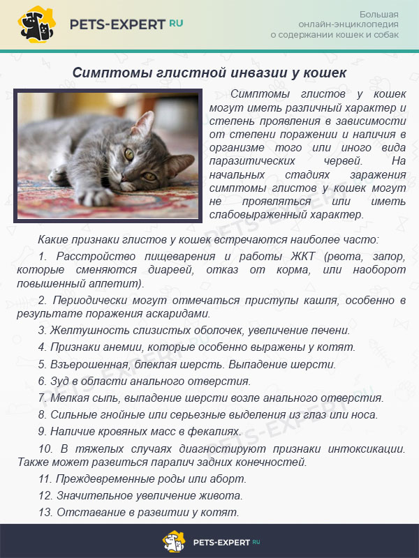 Симптомы глистной инвазии у кошек