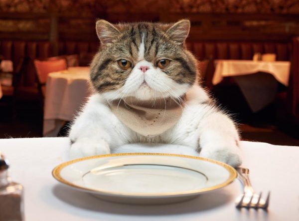 Экзотические коты далеко не всеядны: они будут кушать только то, что им нравится