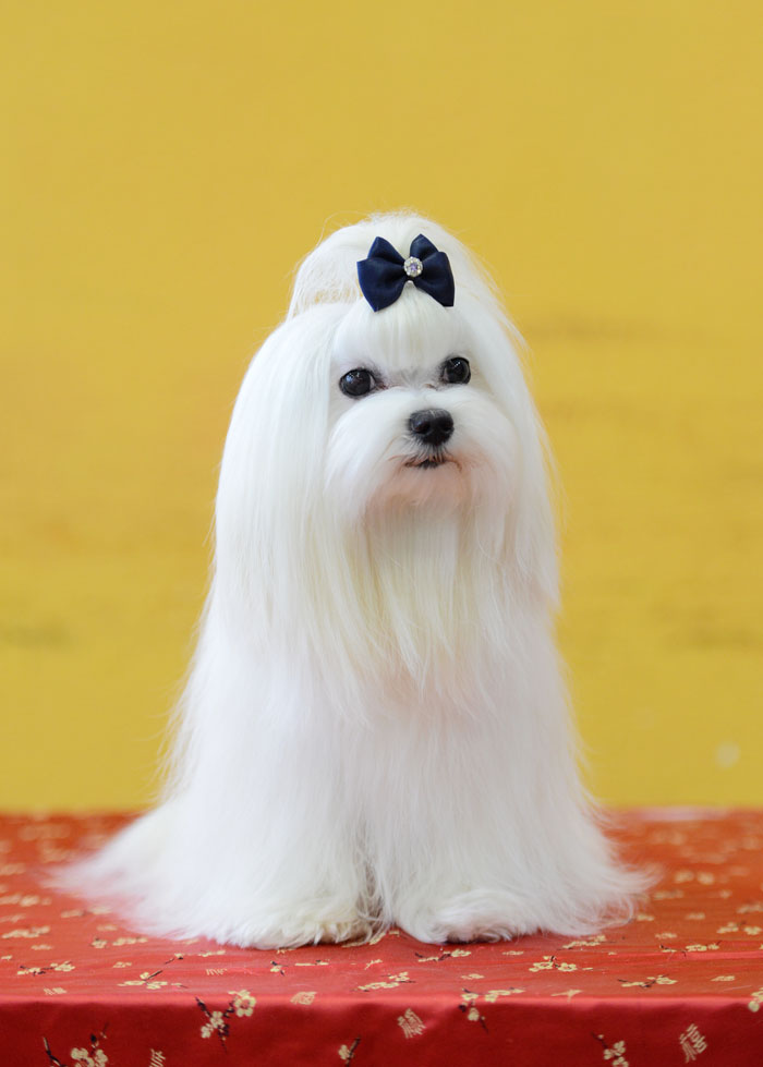 Декоративная собака 4 буквы. Мальтийская болонка. Маленькая собачка болонка мальтезе. Мальтийская болонка цветная. Мальтийская баллон ка маленькая.