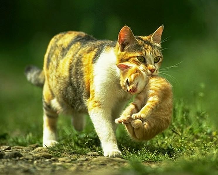 Почему кошка таскает котят в разные места. Почему кошка таскает котят в зубах? Идеальное место для детей кошки
