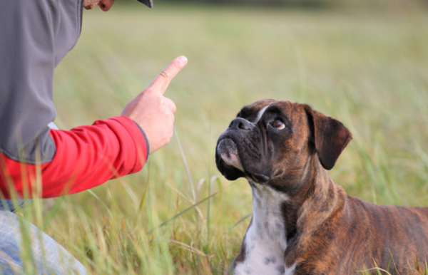 Как наказывать собаку