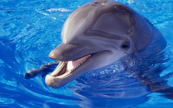 Дельфины способны произносить короткие фразы