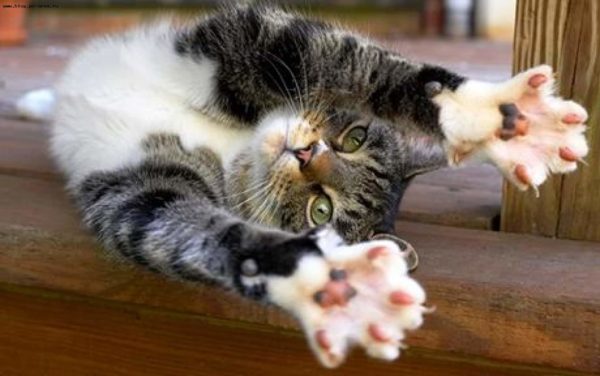 Подушечки лап считаются одним из самых чувствительных мест на теле кошки