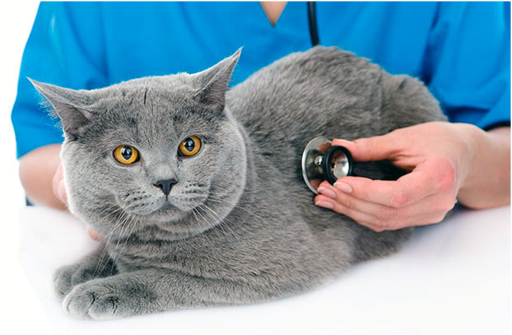 Британские кошки обладают хорошей иммунной системой, но периодически стоит показывать ветеринарному врачу своего питомца, чтобы избежать наличия скрытой инфекции