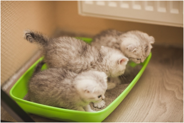 В питомнике кошки учат котят чистоплотности, поэтому в новый дом малыши приходят со знаниями туалета