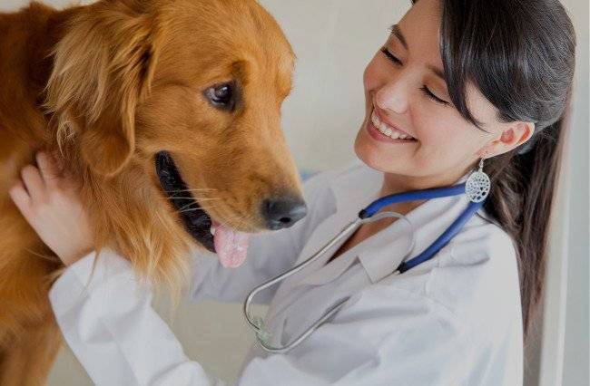 Во избежание рецидивов заболевания собаку следует периодически показывать ветеринару