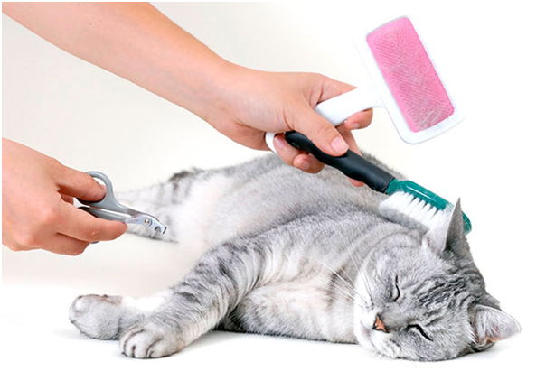 Для ухода за британской кошкой необходимо использовать специальные инструменты, которые продаются в специализированных магазинах для животных