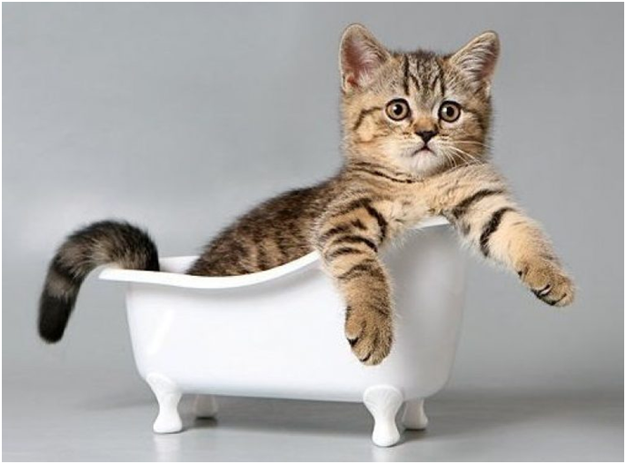 Если постепенно и правильно приучить котенка к водным процедурам, то со временем он будет получать от процесса удовольствие и не будет капризничать