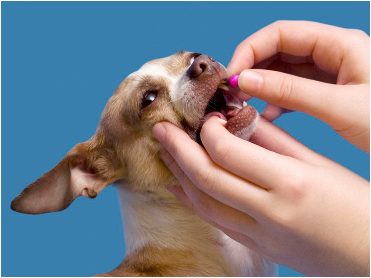 Если собака отказывается самостоятельно принимать препарат, то следует давать таблетку, завернув в кусочек мяса, либо зафиксировав челюсти, положить на корень языка