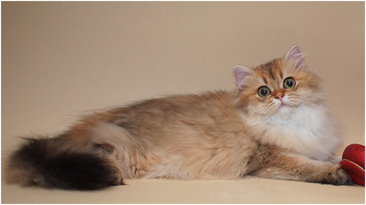 Золотой текированный окрас британской длинношерстной кошки